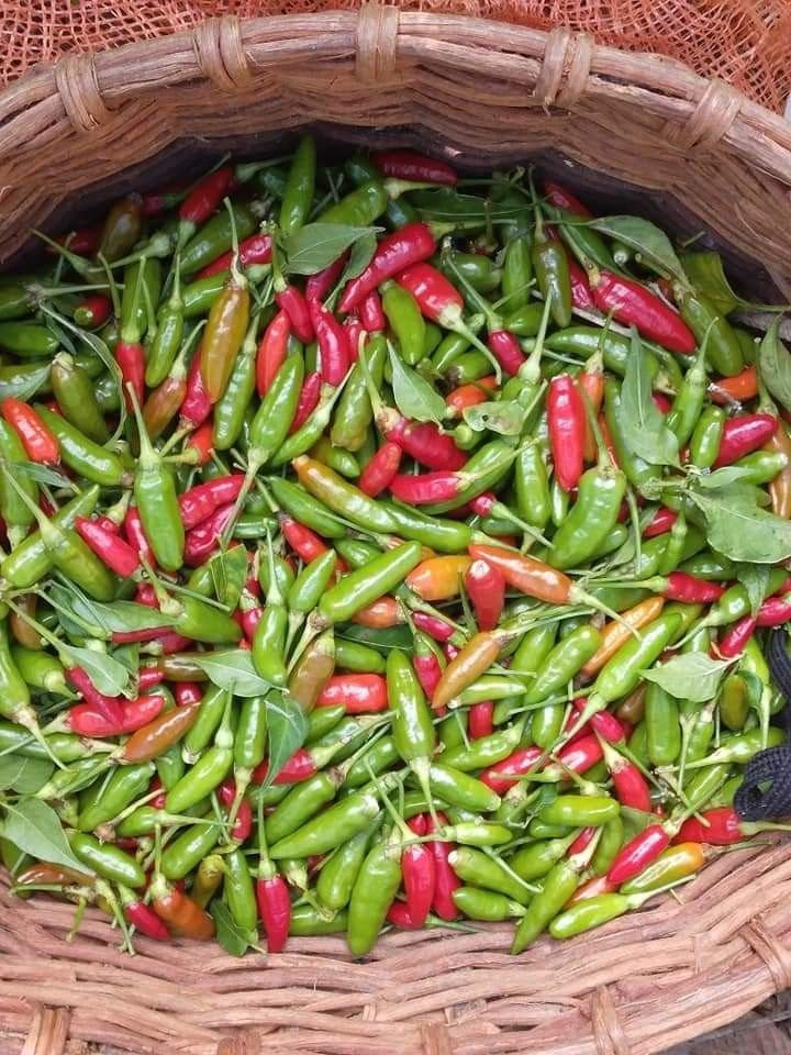 Cabai Rawit Merah